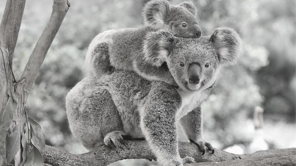 Koala Conservation