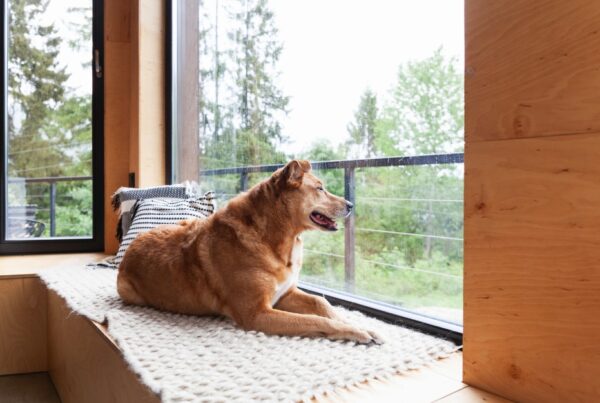 Special treatment for “Man’s best friend” in family law property settlements